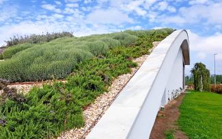 The stable roof edge soars up, providing a visual frame for the plants too. Creeping rosemary and other plants on a green roof